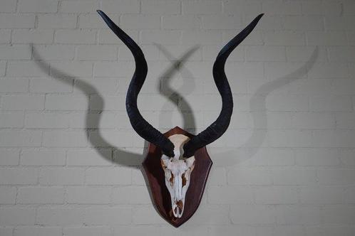 Greater Kudu Schedel - Tragelaphus strepsiceros - 47 cm - 90, Verzamelen, Dierenverzamelingen