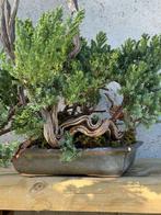 Jeneverbes bonsai (Juniperus) - Hoogte (boom): 35 cm -