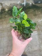 Anubias Nana (Aquariumplanten, Aquarium producten), Dieren en Toebehoren, Verzenden, Nieuw, Plant(en), Steen of Hout
