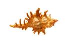 Spiny murex $$$ ORANGE $$$ perfect stuk $$$$ Skelet -