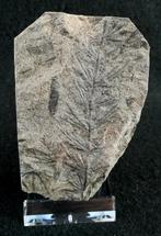 Fossiele plant met uitzonderlijke conservering!! - Cola de, Collections