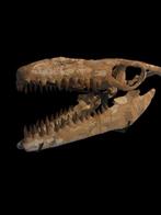 Zeereptiel - Fossiele schedel - Mosasaurus sp. - 75 cm - 64, Collections