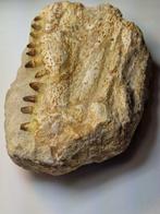 Globidens - Fossiele tand - 32 cm, Verzamelen