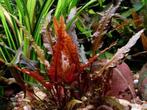 Cryptocoryne walkeri - In Vitro, Verzenden