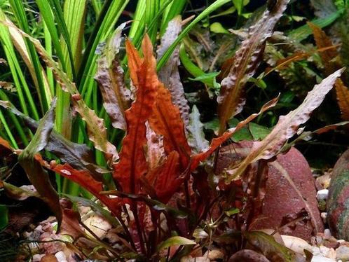Cryptocoryne walkeri - In Vitro, Dieren en Toebehoren, Vissen | Aquaria en Toebehoren, Nieuw, Verzenden