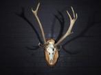 Trophée anormal de cerf rouge Crâne - Cervus elaphus - 0 cm, Verzamelen, Dierenverzamelingen, Nieuw