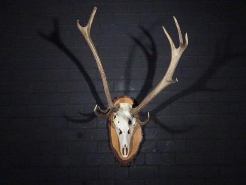 Trophée anormal de cerf rouge Crâne - Cervus elaphus - 0 cm, Verzamelen, Dierenverzamelingen
