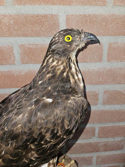 Aziatische Wespendief Taxidermie volledige montage - Pernis, Verzamelen, Dierenverzamelingen