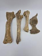 holenbeer Skelet - Ursus spelaeus - 38.5 cm - 11 cm - 6.5 cm