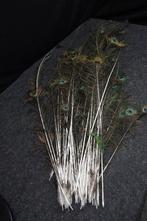 Indian Blue Peacock Taxidermie wandmontage - Pavo cristatus, Nieuw