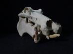 Hippopotamus full skull Tand - Hippopotamus amphibius (copy, Nieuw