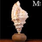 Bursidae Schelpen & Ontwerp Tutufa bubo – De koning van de