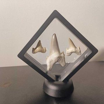 Requin Dent - - Otodus Obliquus haaien tanden - Groot en 2x