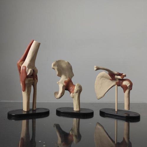 Anatomisch model (3) - Hars, Plastic - 1990-2000 -, Antiek en Kunst, Antiek | Wandborden en Tegels