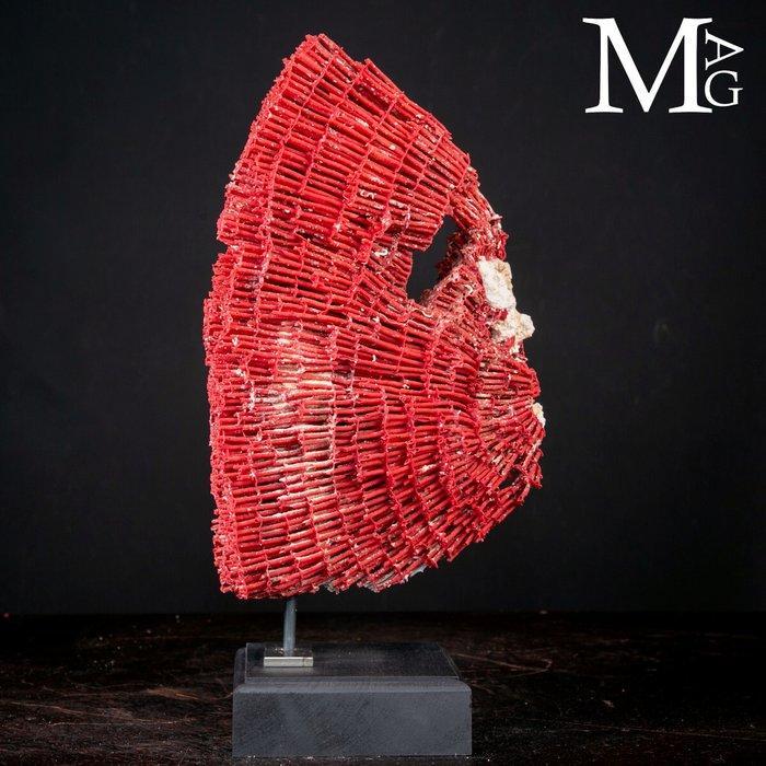 Orgelpijp-koraal - Tubipora Musica – Rode buiskoraal op, Antiquités & Art, Curiosités & Brocante