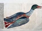 Conrad Gesner [1516-1565] Duck, waterbird, folio - 1669