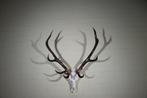 Large Red Stag Trophy Schedel - Cervus elaphus - 55 cm - 100, Verzamelen, Nieuw