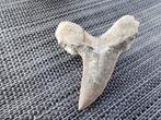 Haai - Fossiele tand - Otudus Sokolovi (Zonder Minimumprijs), Verzamelen, Mineralen en Fossielen