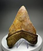 Megalodon - Fossiele tand - 14 cm - 11 cm, Verzamelen