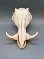 Wrattenzwijn Schedel - Phacochoerus africanus - 19 cm - 17, Collections, Collections Animaux
