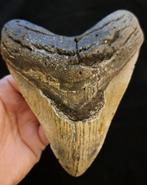 Megalodon - Fossiele tand - very heavy robust Carcharocles