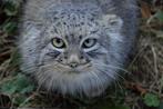 Manul of Pallaskatze Volledig skelet met schedel -