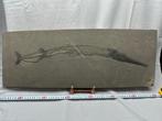 Fossiel - Fossiele matrix - Saurichthys (BIG!) - 69.5 cm -