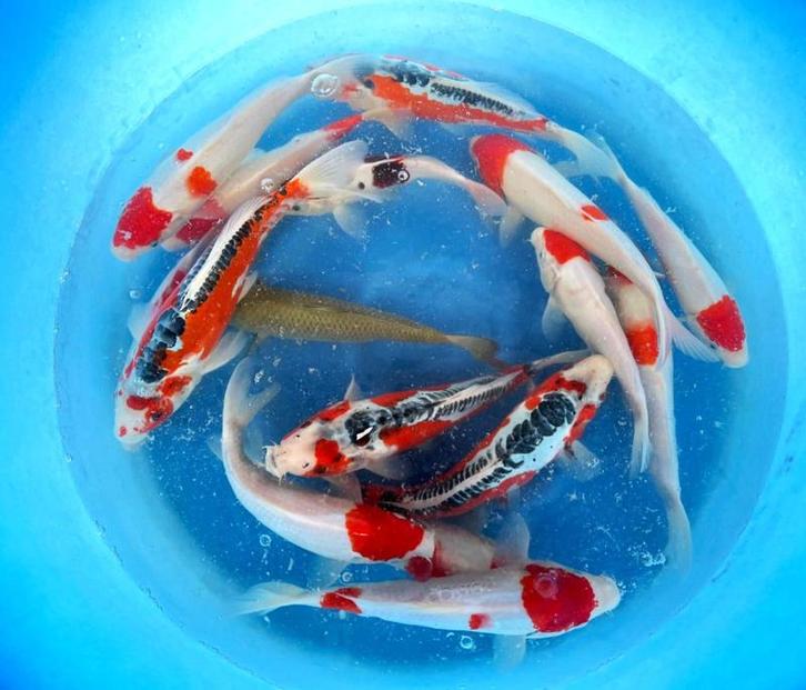 Hirasawa Marusei 28-35cm (Japanse Koi), Jardin & Terrasse, Étangs, Enlèvement ou Envoi