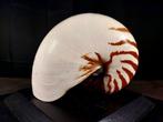 ENORME nautilus Taxidermie volledige montage - Nautilus