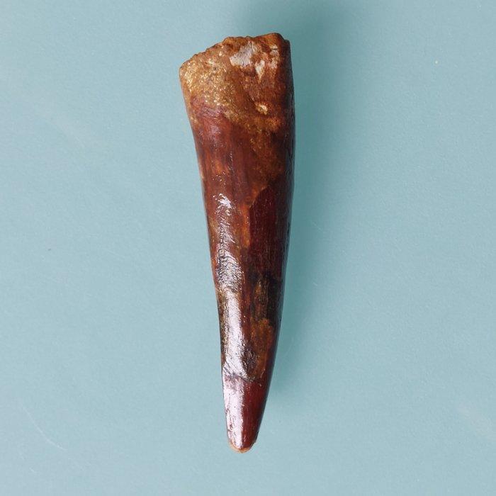Dinosaurus - Fossiele tand - Spinosaurus aegyptiacus - 67 mm, Verzamelen, Mineralen en Fossielen