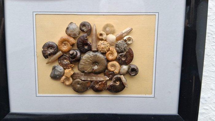 Ammoniet - Fossiele sterfteplaat - 18 cm - 13.5 cm (Zonder, Verzamelen, Mineralen en Fossielen