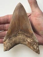 Grote Megalodon tand 13,4 cm - Fossiele tand - Carcharocles