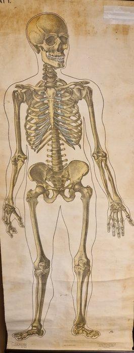 prof. Dr. J.A.J. Barge - G.B. van Goor zonens - Menselijk, Antiek en Kunst, Antiek | Wandborden en Tegels