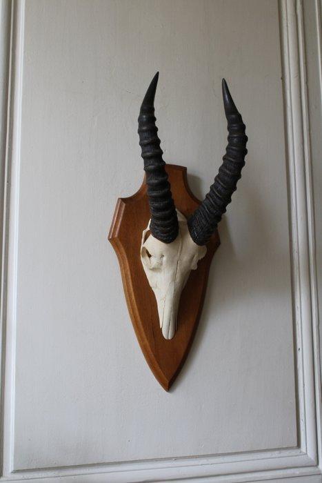 Jachttrofee, Antiek en Kunst, Curiosa en Brocante