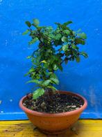 Carpinus bonsai (Carpinus) - Hoogte (boom): 30 cm - Diepte