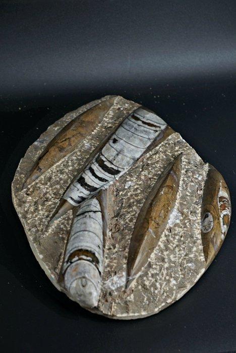 Orthoceras - Gefossiliseerd dier - 20 cm (Zonder, Verzamelen, Mineralen en Fossielen