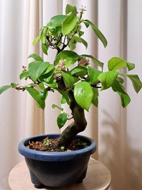 Pseudocydonia bonsai met mooie bloemen en lekker fruit -, Antiek en Kunst, Curiosa en Brocante
