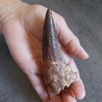 Dinosaurus - Fossiele tand - Spinosaurus aegyptiacus - 108, Verzamelen, Mineralen en Fossielen