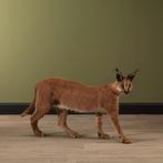 Caracal Taxidermie Opgezette Dieren By Max, Collections, Collections Animaux, Opgezet dier, Ophalen of Verzenden