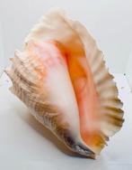 Coquillages Coquillage marin - Conque (Sans prix de réserve), Antiek en Kunst