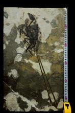 Fossiele matrix - Bohaiornis - 55 cm - 32 cm