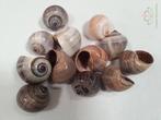 Shell Pila Ampullacea 4+ cm 12 stuks schelpen, Nieuw