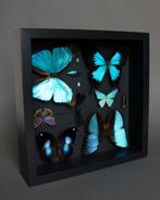 Vlinder Taxidermie volledige montage - Pseudo damo/ Papilio, Verzamelen, Nieuw