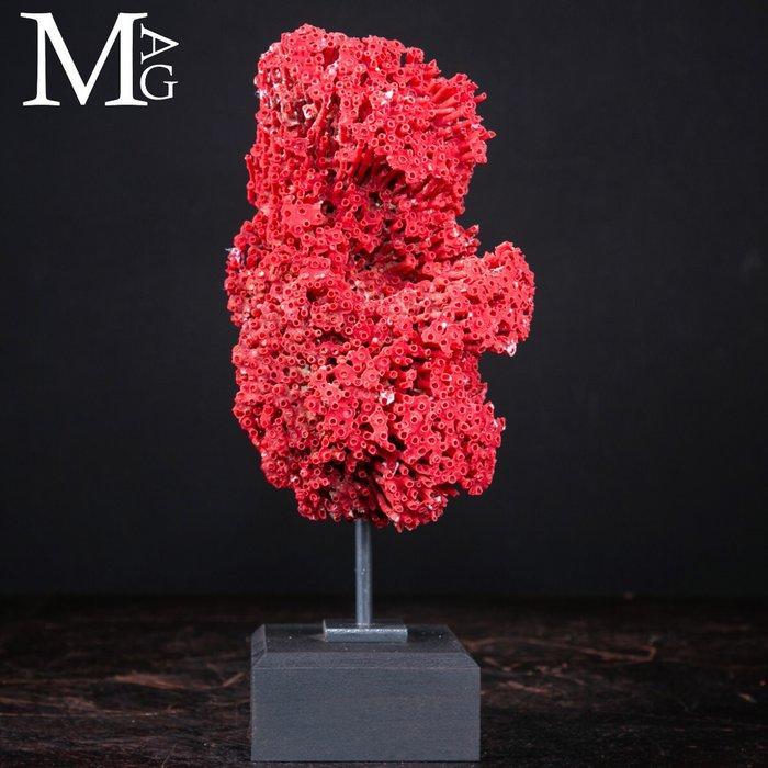 Gelerode Madrepora-koraal - Natuurlijke formaties op, Verzamelen, Mineralen en Fossielen