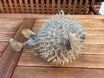 Poisson Support de corps entier pour taxidermie -, Antiek en Kunst, Curiosa en Brocante