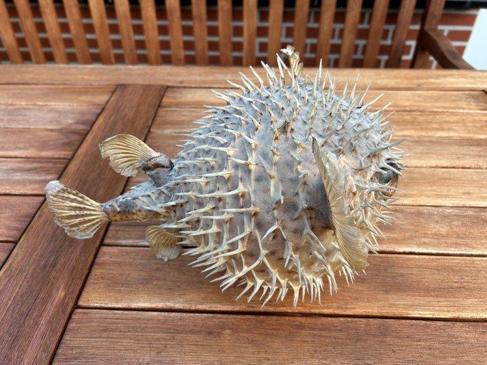 Poisson Support de corps entier pour taxidermie -, Antiek en Kunst, Curiosa en Brocante