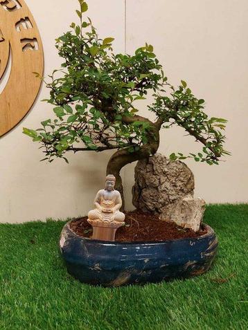 Bonsaï Orme Japonais (Zelkova) - Hauteur (arbre) : 38 cm -