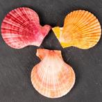 Pecten gekleurd - Natuurlijke schelpen voor verzamelaars en, Nieuw