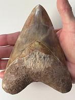 Enorme Megalodon tand 14,6 cm - Fossiele tand - Carcharocles