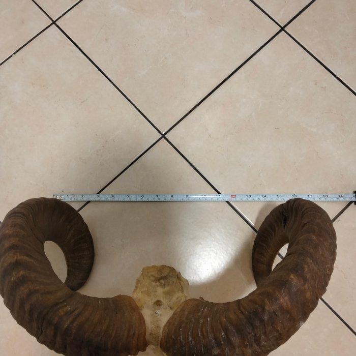 Jachttrofee, Antiek en Kunst, Curiosa en Brocante